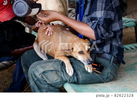 injury treatment for rescued street dog (動物保護) 82622328