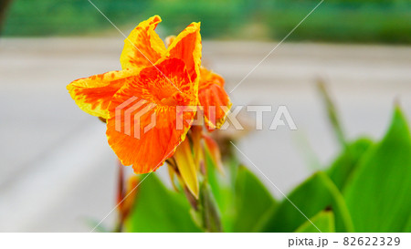 orange canna lily (カンナリリー) orange canna lily (カンナリリー) 82622329