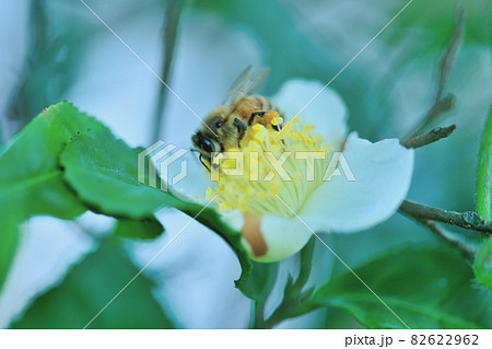 自宅の小さな畑地にあるお茶花に蜜の採集に来た蜜蜂さん 82622962