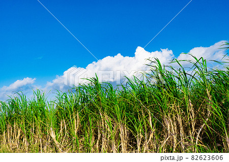 南の島の青空とさとうきび畑 82623606