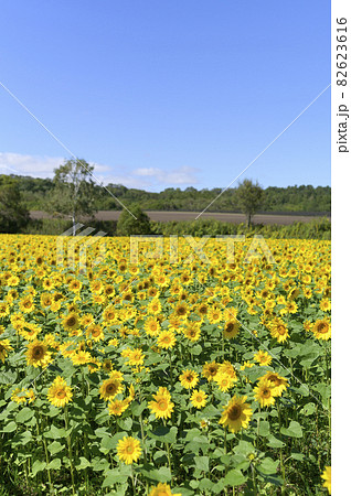 青空と一面のヒマワリ畑 82623616