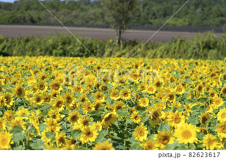 一面のヒマワリ畑 82623617