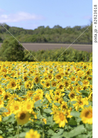 一面のヒマワリ畑 82623618