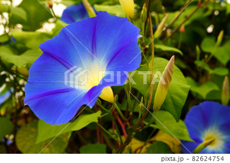 西洋朝顔 西洋朝顔 82624754