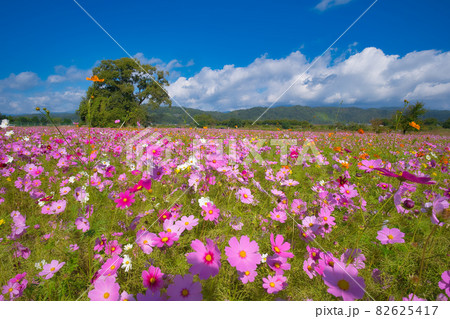 チェリーランドのコスモス畑 82625417