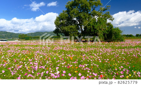 チェリーランドのコスモス畑 82625779