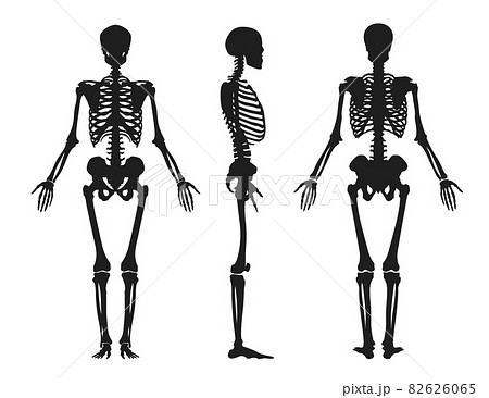 Human black silhouette of skeleton. Upper part with skull rib cage and arms turned in profile from front and side 82626065