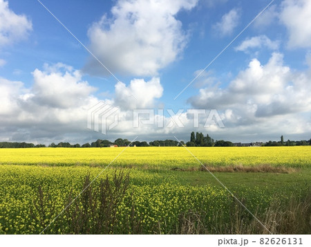 フランスブルターニュの菜の花畑 フランスブルターニュの菜の花畑 82626131