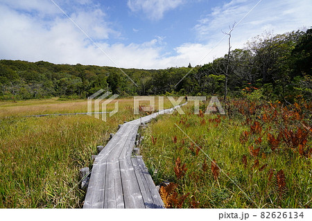 群馬県 沼田市 初秋の玉原湿原 紅葉するクサモミジ 群馬県 沼田市 初秋の玉原湿原 紅葉するクサモミジ 82626134