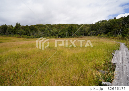 群馬県　沼田市　初秋の玉原湿原　紅葉するクサモミジ 82626175