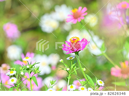 四国香川県丸亀市の秋桜（コスモス） 82626346