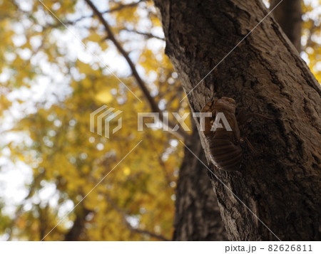 夏の終わり 82626811