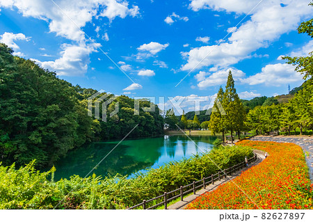 ぎふワールド・ローズガーデン、満開のキバナコスモス〈岐阜県可児市〉 ぎふワールド・ローズガーデン、満開のキバナコスモス〈岐阜県可児市〉 82627897