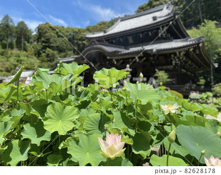 三室戸寺と蓮の花 三室戸寺と蓮の花 82628178