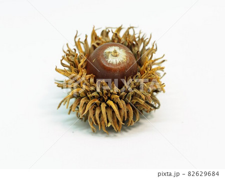 アベマキの実 82629684