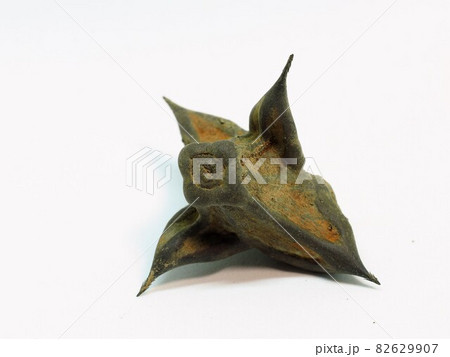 ヒシの実 82629907