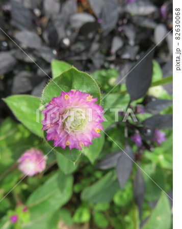小さな花 グローブアマランス の写真素材