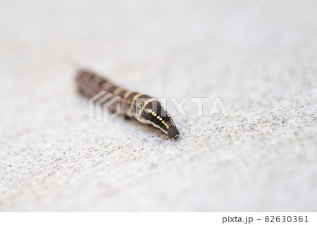セスジスズメの幼虫 82630361