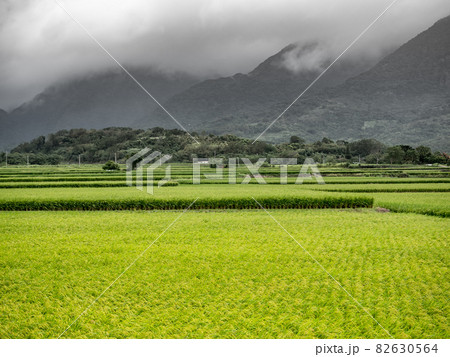 Green rice fields,white clouds, mountains in Hualien, Taiwan. 82630564