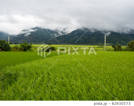 Green rice fields,white clouds, mountains in Hualien, Taiwan. 82630573