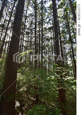 仙台市の天然記念物、青葉山にある「青葉の森緑地」です。 82631271