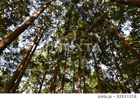 仙台市の天然記念物、青葉山にある「青葉の森緑地」です。 82631358