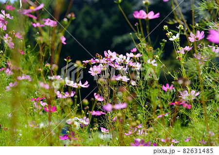 黒背景明るいこすもす7 黒背景明るいこすもす7 82631485