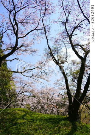 芝山古墳群の桜(千葉県山武郡横芝光町) 芝山古墳群の桜(千葉県山武郡横芝光町) 82632491