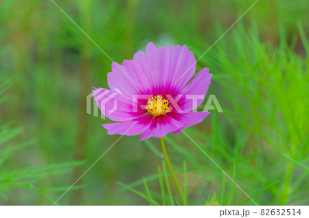 コスモス 今浜町コスモス畑 82632514
