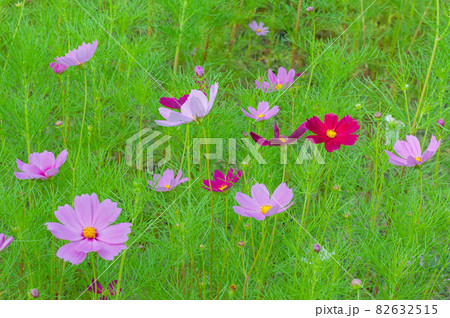 コスモス 今浜町コスモス畑 82632515