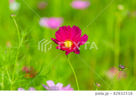 コスモス 今浜町コスモス畑 82632516