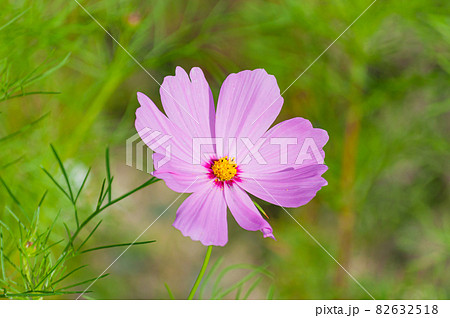 コスモス 今浜町コスモス畑 82632518