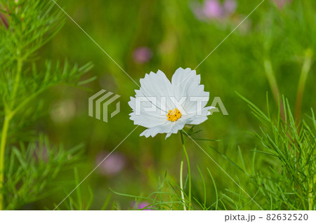 コスモス 今浜町コスモス畑 82632520