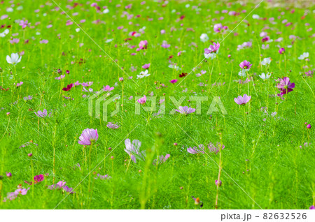 コスモス 今浜町コスモス畑 82632526