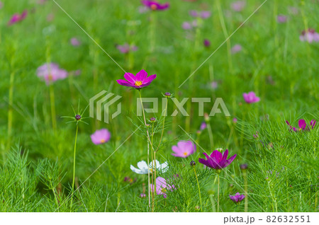 コスモス 今浜町コスモス畑 82632551