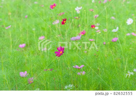 コスモス 今浜町コスモス畑 82632555