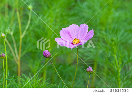 コスモス 今浜町コスモス畑 82632556