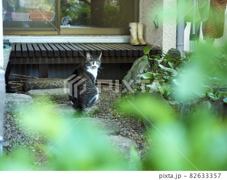 ネコ ぼかし ネコ ぼかし 82633357