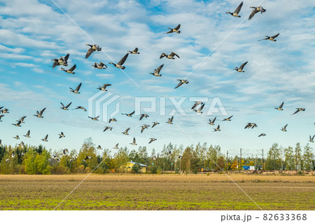 A big flock of barnacle gooses is flying above the field. Birds are preparing to migrate south. September 2019, Finland A big flock of barnacle gooses is flying above the field. Birds are preparing to migrate south. September 2019, Finland 82633368