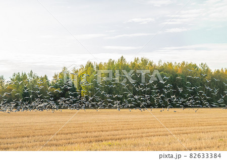 A big flock of barnacle gooses is flying above the field. Birds are preparing to migrate south. September 2019, Finland 82633384