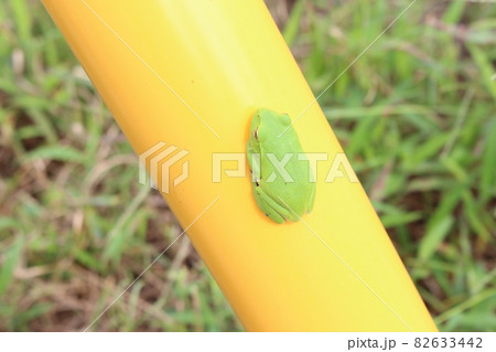 電柱の支柱に隠れたアマガエル 82633442