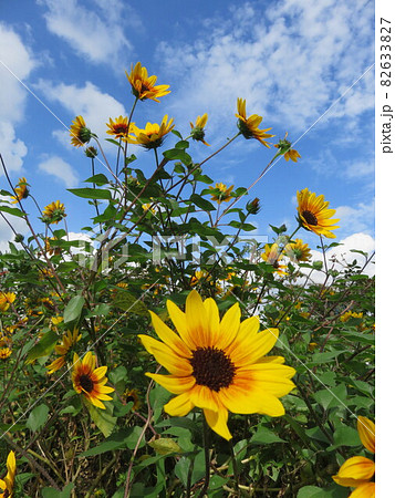 青空と黄色い花(ルドベキア) 青空と黄色い花(ルドベキア) 82633827