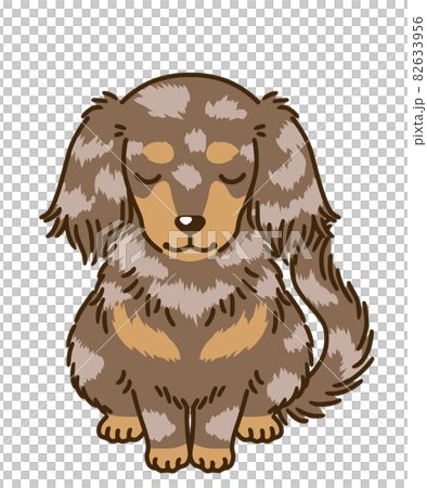 おじぎするダックスフンド（チョコダップル） 82633956