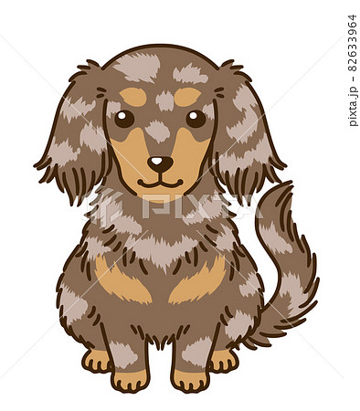 ダックスフンド（チョコダップル） 82633964