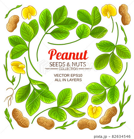 peanut elements set on white background peanut elements set on white background 82634546