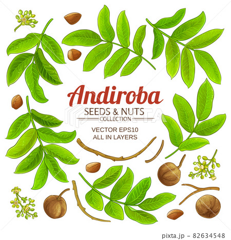 andiroba elements vector set on white background andiroba elements vector set on white background 82634548