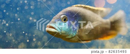 Portrait of very serious aquarium fish. Concepts of the beauty of nature. Side view Portrait of very serious aquarium fish. Concepts of the beauty of nature. Side view 82635493
