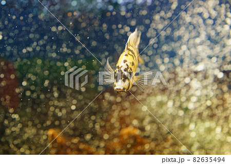 Portrait of very serious aquarium fish. Concepts of the beauty of nature. Frontal view	 82635494