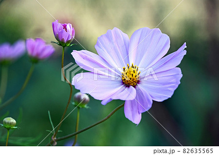 夕暮れ時のコスモス 秋桜 の写真素材