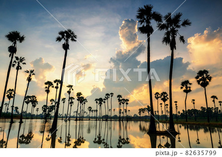 palm tree farm with natural reflection at sunrise palm tree farm with natural reflection at sunrise 82635799